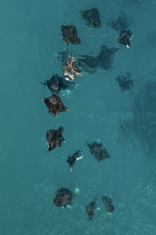 Von Mai bis November versammeln sich Hunderte Mantarochen vor den Malediven zum Planktonfressen. Für die Drohnenaufnahmen ist «Tech-Nerd» Martina Andrés zuständig.