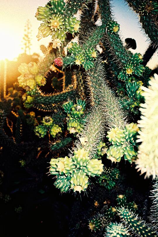 P.A.M. x Carhartt WIP