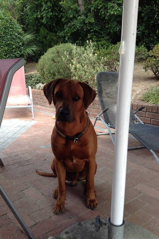 Südafrika Reisen Hauptstadt Flagge Auswandern Sacha von der Crone Pfadi Winterthur