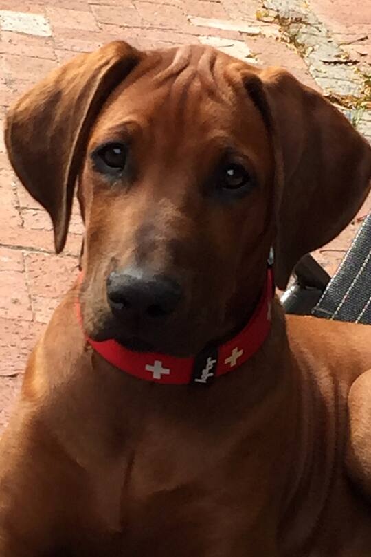 Auswanderer-Blog Südafrika