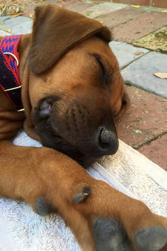 Auswanderer-Blog Südafrika Guesthouse