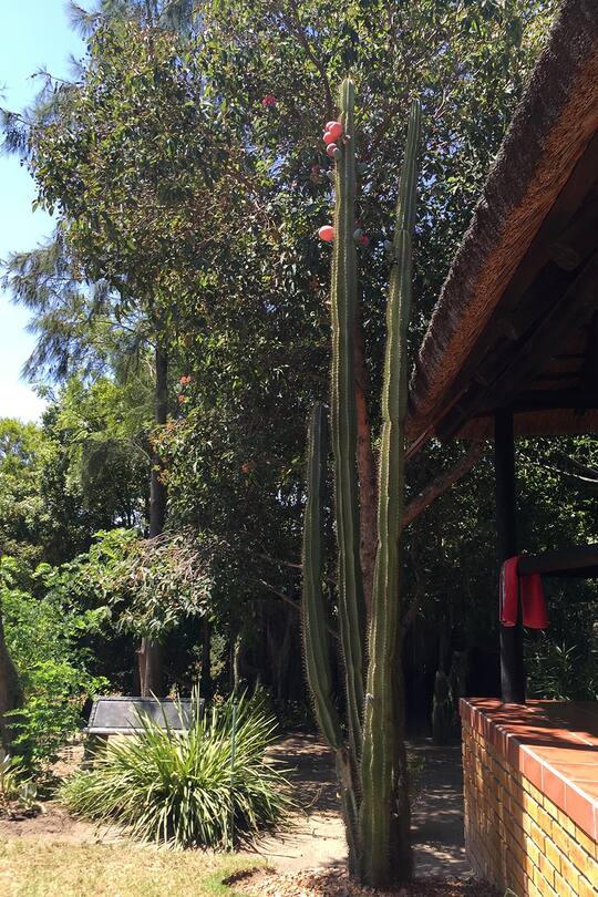 Blog Auswandern Südafrika Leben Alltag