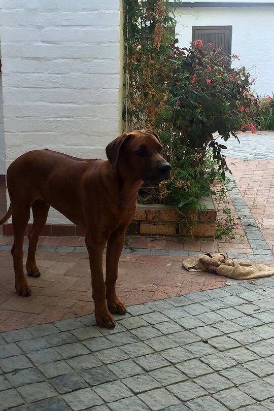 Blog Auswandern Südafrika Sacha von der Crone leben Alltag