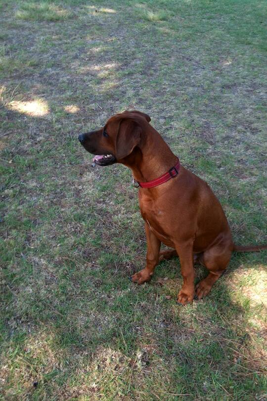 Blog Auswandern Südafrika Sacha von der Crone Leben Alltag