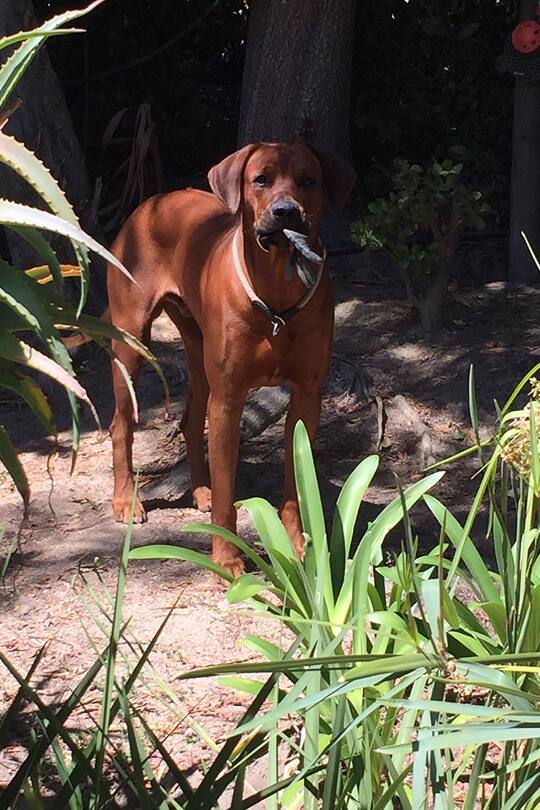 Auswandern Südafrika Klima Wetter reisen Blog Sacha von der Crone Africa-Lodge