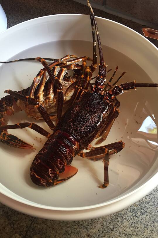 Blog Auswandern Auswanderung Südafrika Sacha von der Crone Africa Lodge