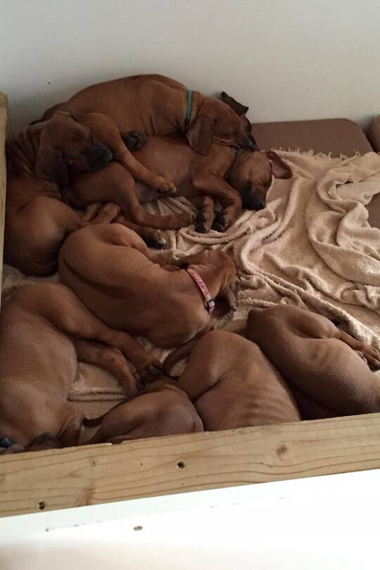 Blog Auswandern Südafrika Sacha von der Crone Leben Africa Lodge