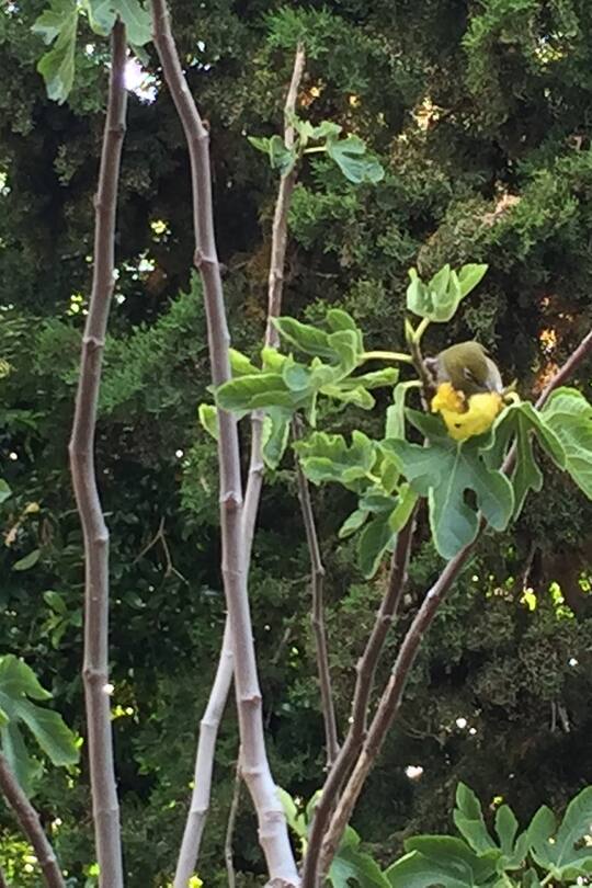 Blog Südafrika Auswandern Sacha von der Crone Schweizer Club Alltag Leben