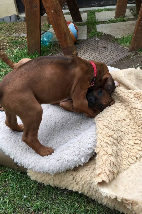 Auswandern Schweiz Leben in Südafrika Sacha von der Crone Blog