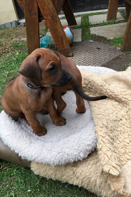 Auswandern Schweiz Leben in Südafrika Sacha von der Crone Blog