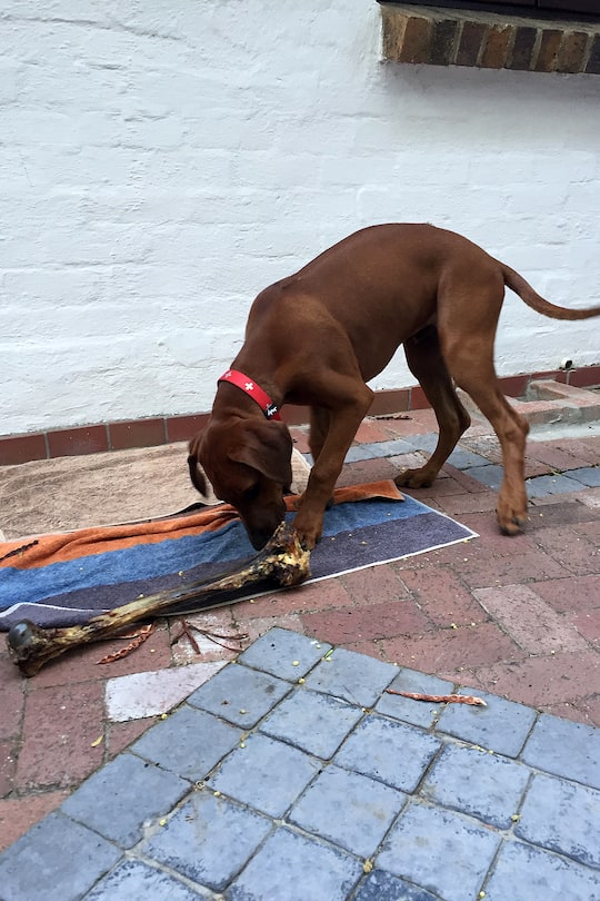 Südafrika-Blog Silvester