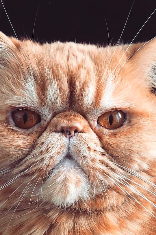 Büsi Patrick Fischer