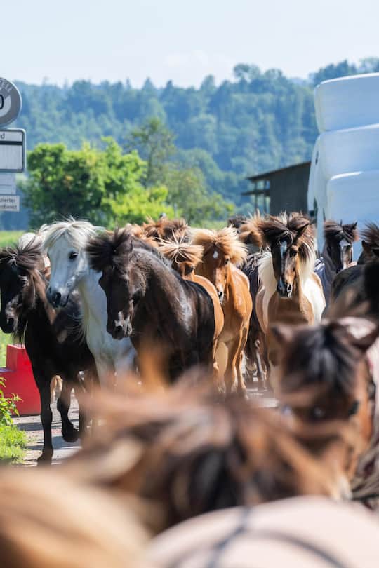 <p>Am liebsten in der Herde: die Islandpferde vom Hof Lieburg unterwegs von der Weide zum Stall.</p>