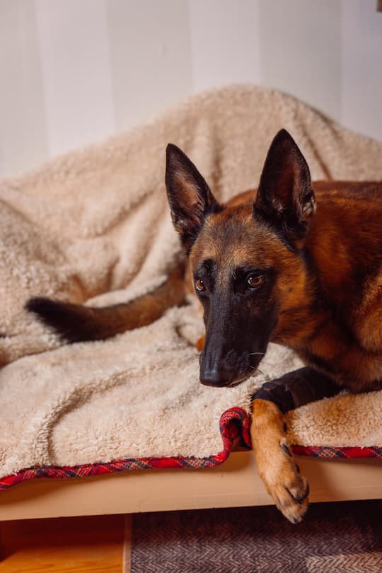 <p>Susy Utzinger weiss nicht, wie Hündin Zorga behandelt worden ist, bevor sie ins Tierheim kam. «Jetzt möchte ich ihr ein gutes Leben ermöglichen.»</p>