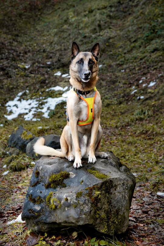 Gut gemacht, Jango! Zu Hause ist der siebenjährige Malinois (Belgischer Schäferhund) ein lieber und ruhiger Familienhund. Besitzer Thomas Steiger: «Im Einsatz aber ist er voll auf Zack.»
