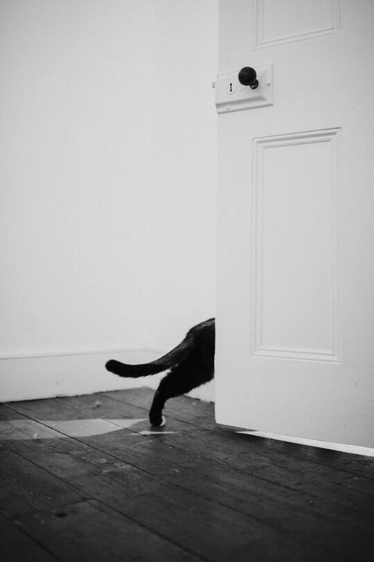 Cat Katze verlässt Raum