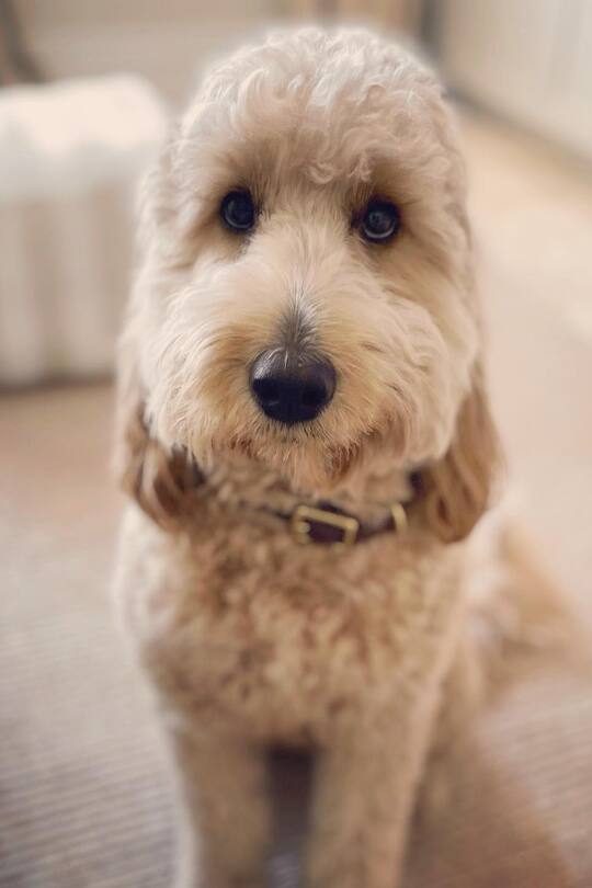 Teddy, der Familienhund von Prinzessin Madeleine