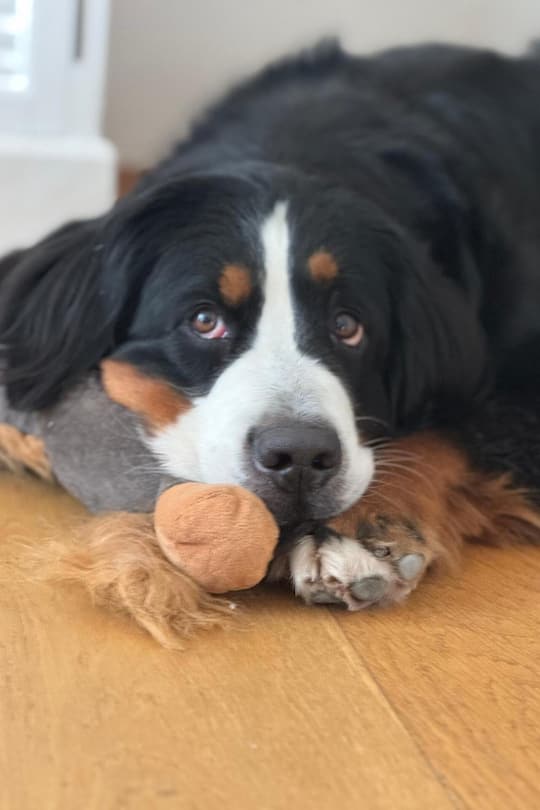 <p>Meine Haustiere: Unsere Berner Sennenhündinnen June und Lizzy (Bild) sind fünf und anderthalb Jahre alt.</p>