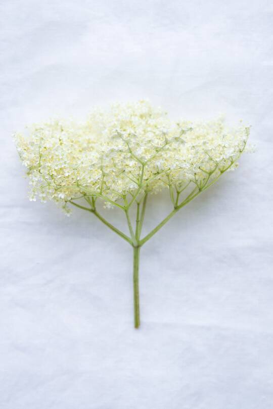 Holunderblüten Panna Cotta