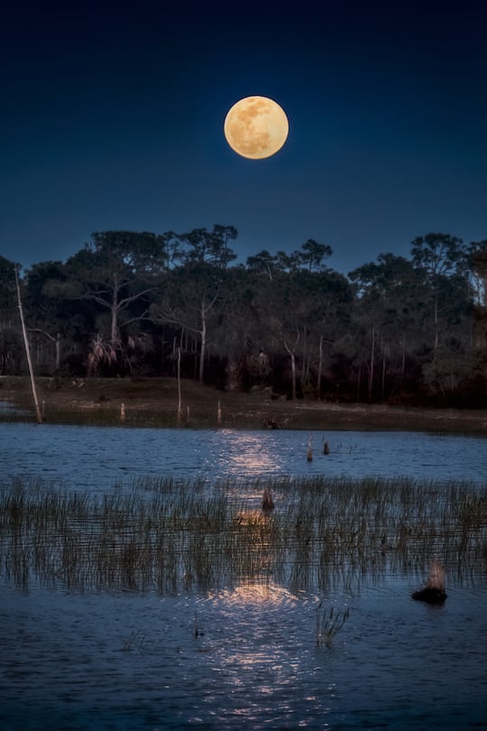 The April Supermoon reflected in the marsh at Babcock Wildlife Management Area near Punta Gorda, Florida. Fred C. Babcock/Cecil M. Webb Wildlife Management Area is Florida's oldest Wildlife Management Area and protects 80,772 acres just south and east of Punta Gorda in Charlotte and Lee Counties, Florida.