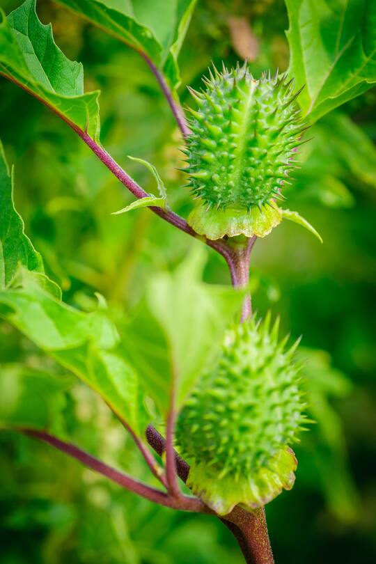 Ecballium elaterium or Squirting cucumber, interesting plant. Beautiful fruits