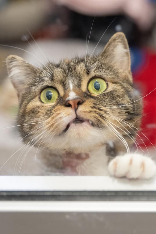 <p>Die europäische Hauskatze und die Strassenmischung sind die meistverbreiteten Katzenarten in der Schweiz. </p>