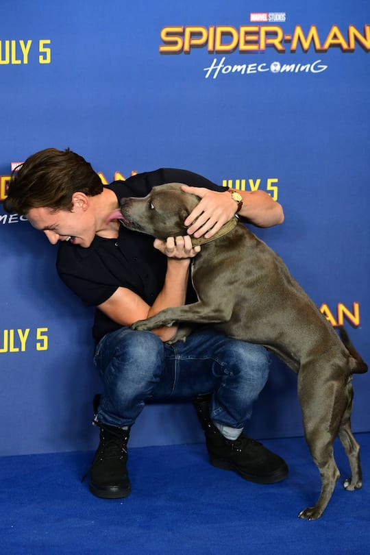 Tom Holland and a dog named Tessa attending the Spider-Man: Homecoming Photocall held at the Ham Yard Hotel, London. (Photo by Ian West/PA Images via Getty Images)