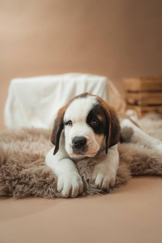 Welpen Fondation Barry, 25. Januar 2023, Fondation Barry, Marco Schnyder Auf dem Bild: Auf dem Bild Newton