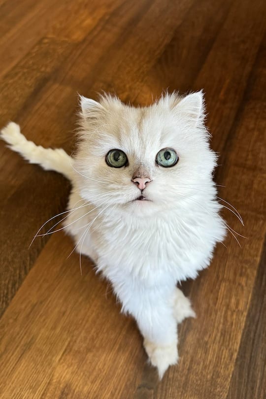 Sagen Sie Mal Fabienne Gyr, Kleine Bilder