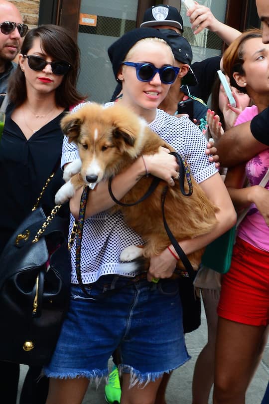 NEW YORK, NY - AUGUST 04: Singer Miley Cyrus is seen carrying her dog Emu in Soho on August 4, 2014 in New York City. (Photo by Raymond Hall/GC Images)