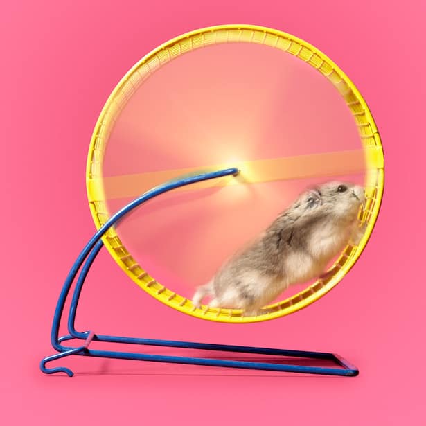 Hamster rennt im Rad