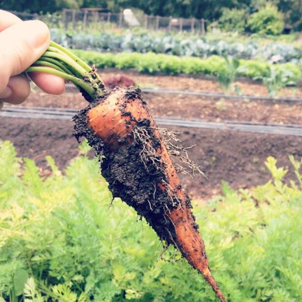 instatrend fingerfood