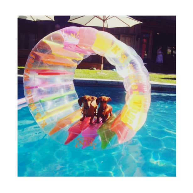 instatrend pool floats