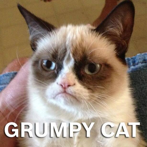 Grumpy Cat auf dem Schoss