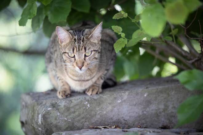Sandra und Daniel Bösch, Ex-Schwinger
