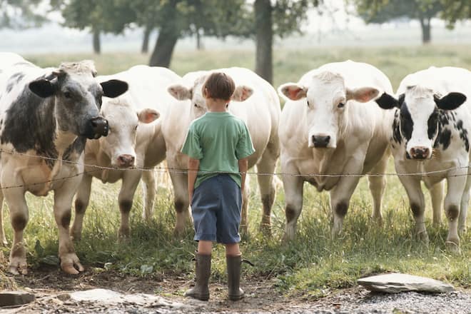 kind und kühe