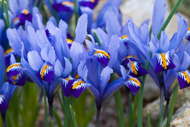close up of the blue flowers of iris reticulata 'cantab' - cambridge botanic garden