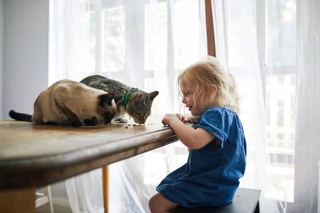 Little girl happily feeding her two pet kittens