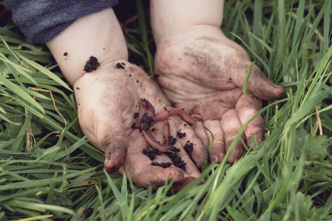 A little child has hands covered in soil, after digging in the earth to find a worm. The small hands gently hold the earthworm.