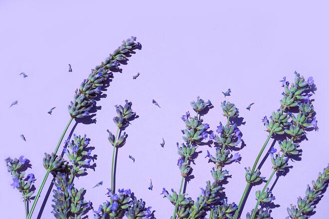 Lavendel hilft bei Insektenstiche