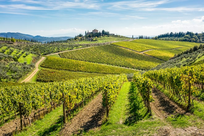 Tuscan hills covered with vines for winemaking in the Chianti region of Italy. Focus on the foreground vines, Tenuta Perano dei Frescobaldi.