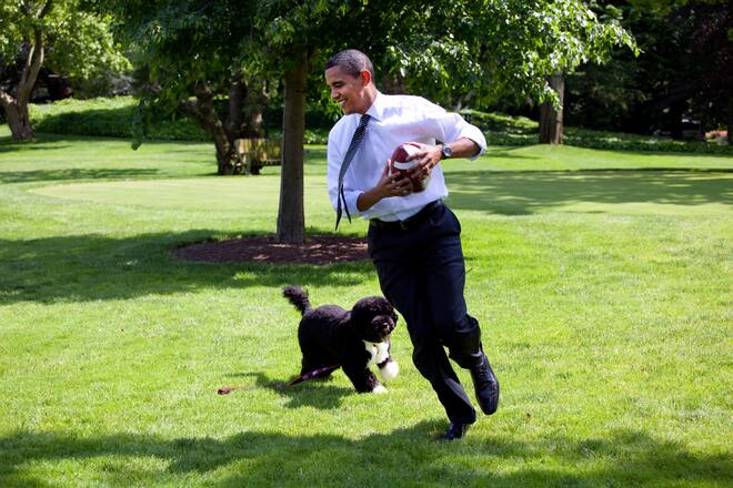 WASHINGTON - MAY12: In this handout from the The White House, U.S. President Barack Obama plays football with the family dog Bo on the South Lawn of the White House May 12, 2009 in Washington, DC. (Photo by Pete Souza/The White House via Getty Images)