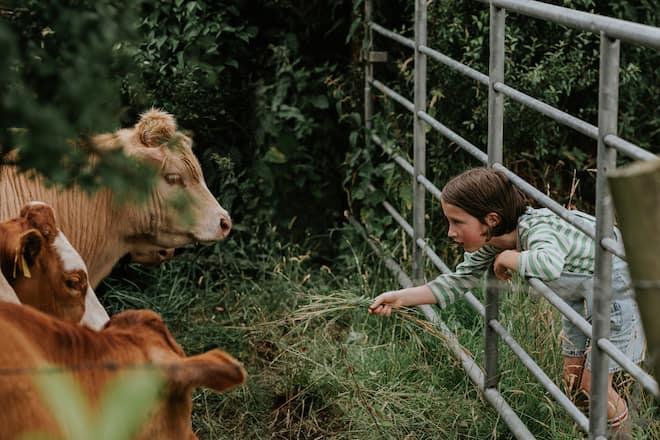 A kind little girl leans through a metal gate into a field, attempting to feed some curious cattle long grass from her hand. They are distrusting and suspicious. Although curious they refuse her offer of grass.