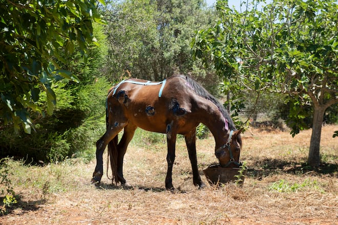 Christa Seiler Stocker, Swiss Mobile Vet Clinic, auf der Ranch in Portugal mit verletztem Pferde 'Pura Vida', Lagos Portugal, 27. Mai 2024