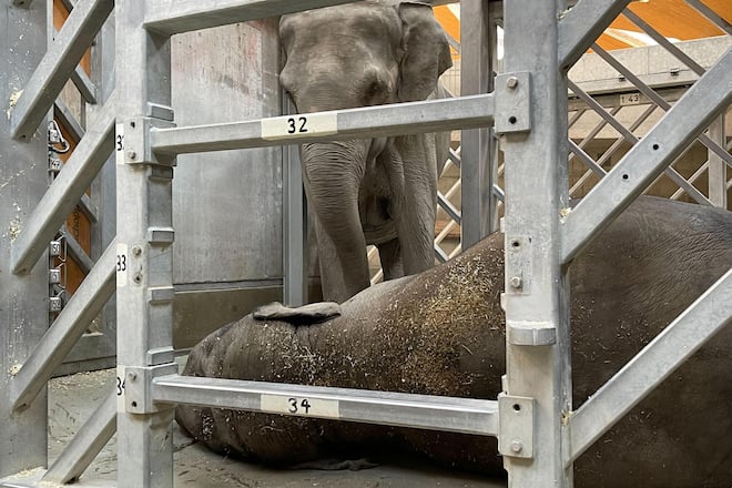 Mutter Indi nimmt Abschied von ihrer Tochter Omysha. Copyright: Zoo Zürich, Nicole Schnyder