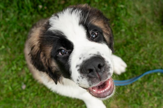 Swiss Barry, Weltunion der St Bernhard Clubs, in Martigny, Welpen