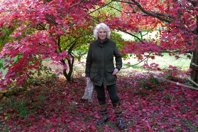 TETBURY, ENGLAND - OCTOBER 26: Camilla, Duchess of Cornwall, Patron of the Friends of Westonbirt Arboretum, visits Westonbirt, The National Arboretum on October 26, 2020 in Westonbirt, Tetbury, England. Her Royal Highness crossed the Treetop Walkway, visited Maple Loop, met staff at the Community Shelter and learnt of the Silk Wood Ash Dieback, during a tour of the site. (Photo by Arthur Edwards-WPA Pool/Getty Images)