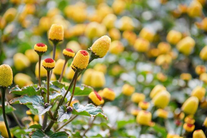 Fresh flowering para cress plant, Spilanthes oleracea, soft focus, unfocused blurred spilanthes