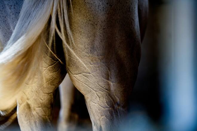 Martin Fuchs mit Paradepferd Clooney