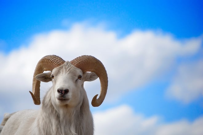 Dall Sheep Ram portrait.